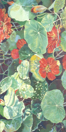 Nasturtiums